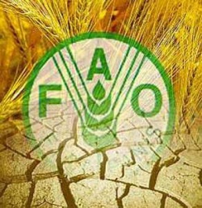 Crise alimentaire au Darfour: la FAO lance un appel aux dons