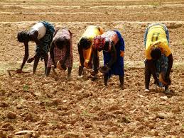 Situation de l’agriculture en Afrique de l’ouest : Déboires et nécessité d’investissement