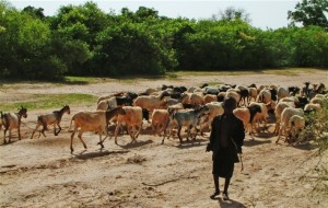 Exportation du bétail malien en 2012