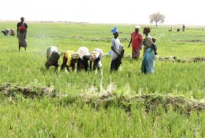 L’Afrique devrait jouer un grand rôle dans la production alimentaire mondiale
