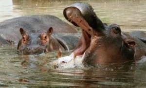 Sénégal (Tambacounda) : les hippopotames dictent leur loi et tuent 23 personnes.