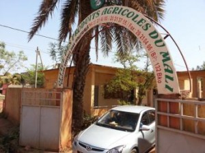 Mali: les autorités sont déterminées à renforcer le secteur agricole