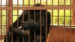 Parc zoologique national : le supplice des animaux