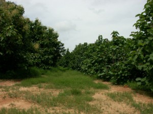 Forêts classées autour de Bamako : LE NOUVEAU VISAGE DE LA FAYA