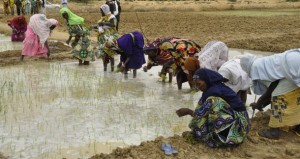 Campagne agricole 2014 – 2015 : 176 milliards de FCFA pour un excédent céréalier de 1,7 million de tonnes