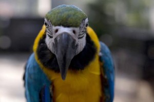 Quatre ans ferme pour des cambrioleurs trahis par un perroquet