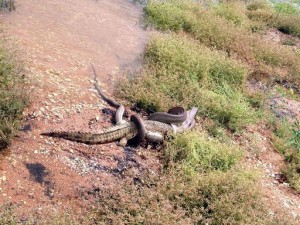 Combat dans un lac d’Australie: le serpent avale le crocodile