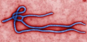 Ebola : l’Afrique de l’Ouest réunie à Accra pour riposter à l’épidémie
