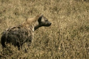 Une hyène dévore le pénis d’un homme en Zambie