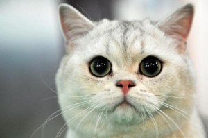 Un homme qui a défenestré un chat condamné à un an de prison avec sursis