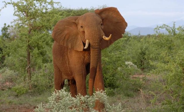 animal sauvage elephants mange arbre foret brousse