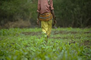 En Afrique, la révolution agricole reste à faire
